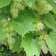 Image result for Vepris grandifolia