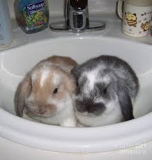 sink photograph by jessica tralka