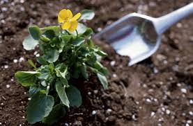 Plants that grow faster, like begonias, should be fertilized more often than plants that grow slowly, like a tip 2: How Do Fertilizers Help Plants Grow