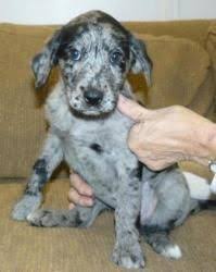 Check spelling or type a new query. Blue Heeler Lab Mix Soo Cute Animals Cute Animals Dogs