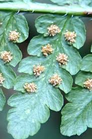 Image result for Hypolepis