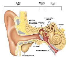 Image result for Pediatric Auditory Screening