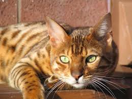 Bengals result from crossing a domestic feline with an asian leopard cat (alc), prionailurus bengalensis bengalensis. Tabby Cat Vs Bengal Cat Bengal Cat Bengal Cat Facts Cats