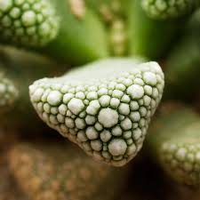 Image result for Coleus cylindraceus