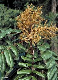 Image result for Diplolophium buchananii
