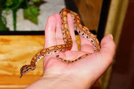 Maybe you would like to learn more about one of these? Arti Mimpi Ular Pertanda Buruk Akan Datang Paramimpi Paranormal Mimpi
