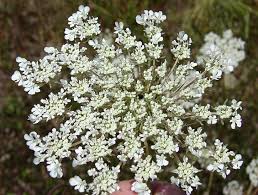 Image result for Daucus carota