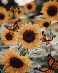 Check spelling or type a new query. Sunflower Yellow Aesthetic Pastel Yellow Aesthetic Sunflower Wallpaper