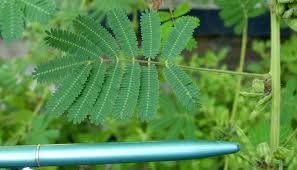 Image result for Mimosa diplotricha