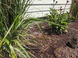 We did not find results for: Ask An Expert No Easy Answer To Common Question Of How Much Water Does My Garden Need Oregonlive Com