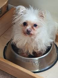 When you forget to empty the carafe and your Chihuahua can now see noises  🤦 #sendhelp