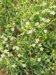 Image result for Thesium masukense