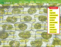 They possess cell wall but no nucleus. Cells Cell Membrane Cell Organelle Cells Cytoplasm Nucleus Mitochondria Vacuole Cell Wall Chloroplast Microscope Ppt Download