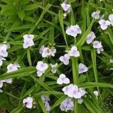 Check spelling or type a new query. Spiderwort Hybrids Tradescantia X Andersoniana Dave S Garden