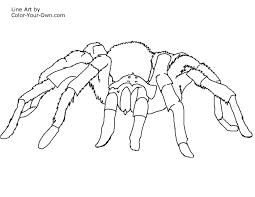 Spider Coloring Page Malarbocker