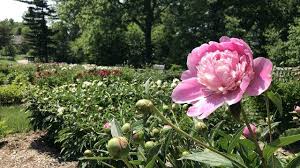 We took a very long walk along the lovely nature first, matthaei botanical gardens and nichols arboretum are two properties in different locations. Flowers Begin To Bloom In Ann Arbor S Famous Peony Garden