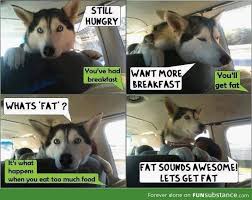 Over 45 fat dog posts sorted by time, relevancy, and popularity. Pin On Animals