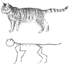 Instreamset:drawing tutorial &.asp?cat= / cat anatomy. Guide To Drawing Cats Kittens With Step By Step Instructional Tutorial Lesson How To Draw Step By Step Drawing Tutorials