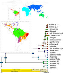 Image result for Isoetes schweinfurthii