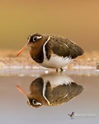 Greater Painted Snipe Rostratula Benghalensis Beautiful Birds Wildlife Photography Animals