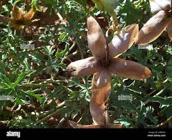 Image result for Merremia kentrocaulos