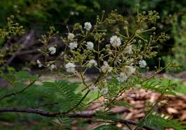 Image result for Acacia adenocalyx