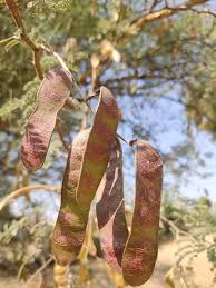 Image result for Acacia senegal
