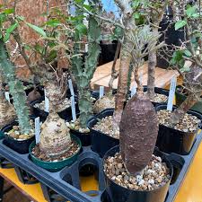 Image result for Elephantorrhiza elephantina