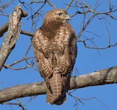 Red Tailed Hawk Hawk Mountain Sanctuary Learn Visit Join