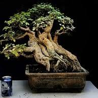 Jual Bahan Bonsai Kelor Di Lapak Karimah Florist Bukalapak