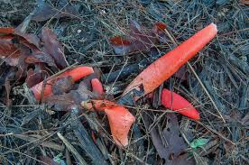 Image result for Mutinus elegans