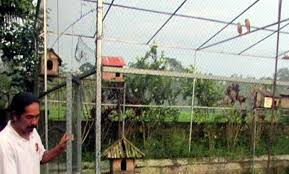 Predator Alami Tikus Populasi Burung Hantu Di Desa Senganan Bertambah Balipost Com