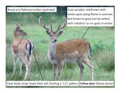 Deer and house mice are two of the most common rodents found in homes in the southern states. Species Red Deer The Mammal Society