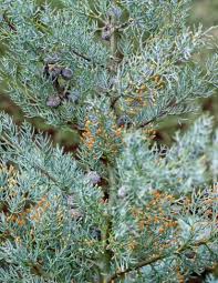 Image result for Cupressus arizonica