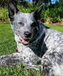 The australian cattle dog is a beautiful, loyal and hard working breed. Australian Stumpy Tail Cattle Dog Breed Info Guide Facts Pictures Bark