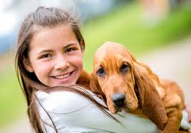 510+ Female Basset Hound Dog Stock Photos, Pictures & Royalty-Free Images