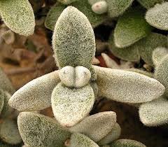 Image result for Kalanchoe hametiorum