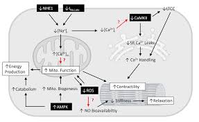 Cardioprotective effects of sglt2 inhibitors through their ...