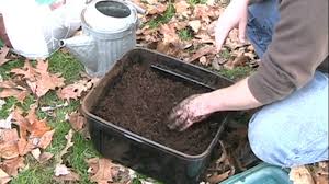 You can grow both in bulk with stuff you get from your garden/land. How To Raise European Nightcrawlers Youtube