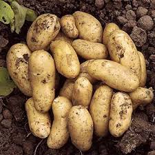 I've ordered 7 potatoes over the last few months sent anonymously to my friends and i couldn't be. Potatoes Mail Shop