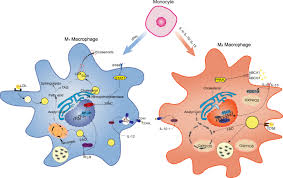 Image result for Intracellular Bacteria
