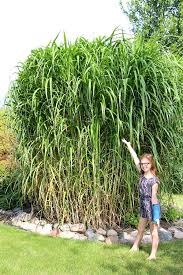Image result for Miscanthus