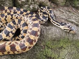 The sonoran gopher snake is primarily found on the south rim of the grand canyon. Gopher Snake Care And Breeding Information Reptiles Magazine