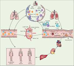 Coronaviruses usually cause the common cold, though they can be responsible for more severe illnesses. Sars Cov 2 And Viral Sepsis Observations And Hypotheses The Lancet