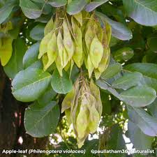 Image result for Philenoptera