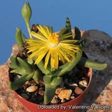 Image result for Hereroa