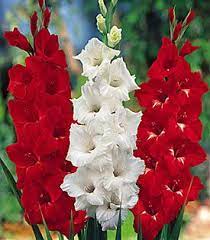 Birth Months Flowers And Birthstones Poems Gladiolus Flower Red Flowers Beautiful Flowers