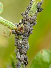 カラスノエンドウをめぐる虫たち 自然観察大学ブログ