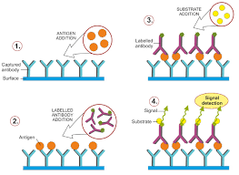 A microbial biorealm page on the genus listeria monocytogenes. Elisa Biotek Applications