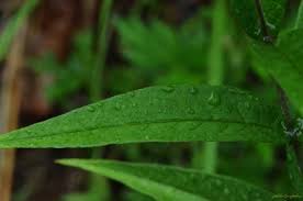 Image result for Lysimachia tenuicaulis